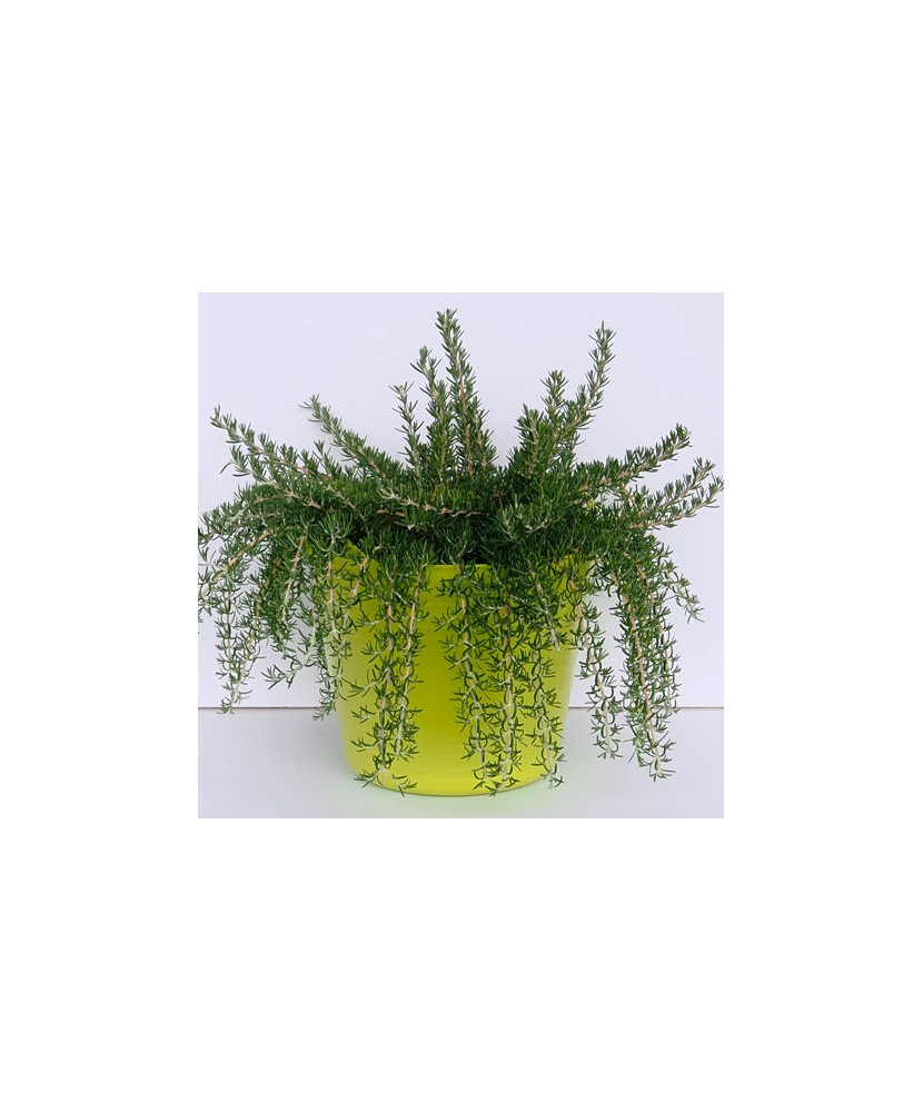 Planta la ghiveci, Rozmarin pitic, Rozmarin târâtor, Ghiveci 8 cm