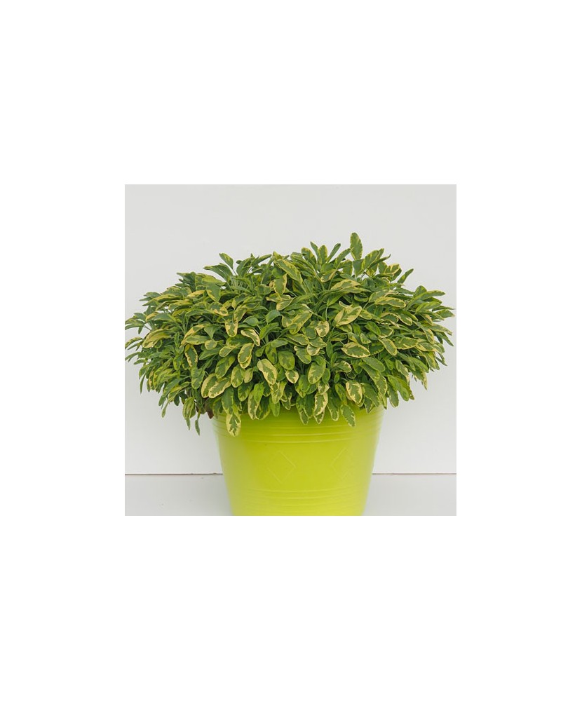 Planta la ghiveci, Salvie galbenă, Salvie pestriță galbenă, Ghiveci 8 cm