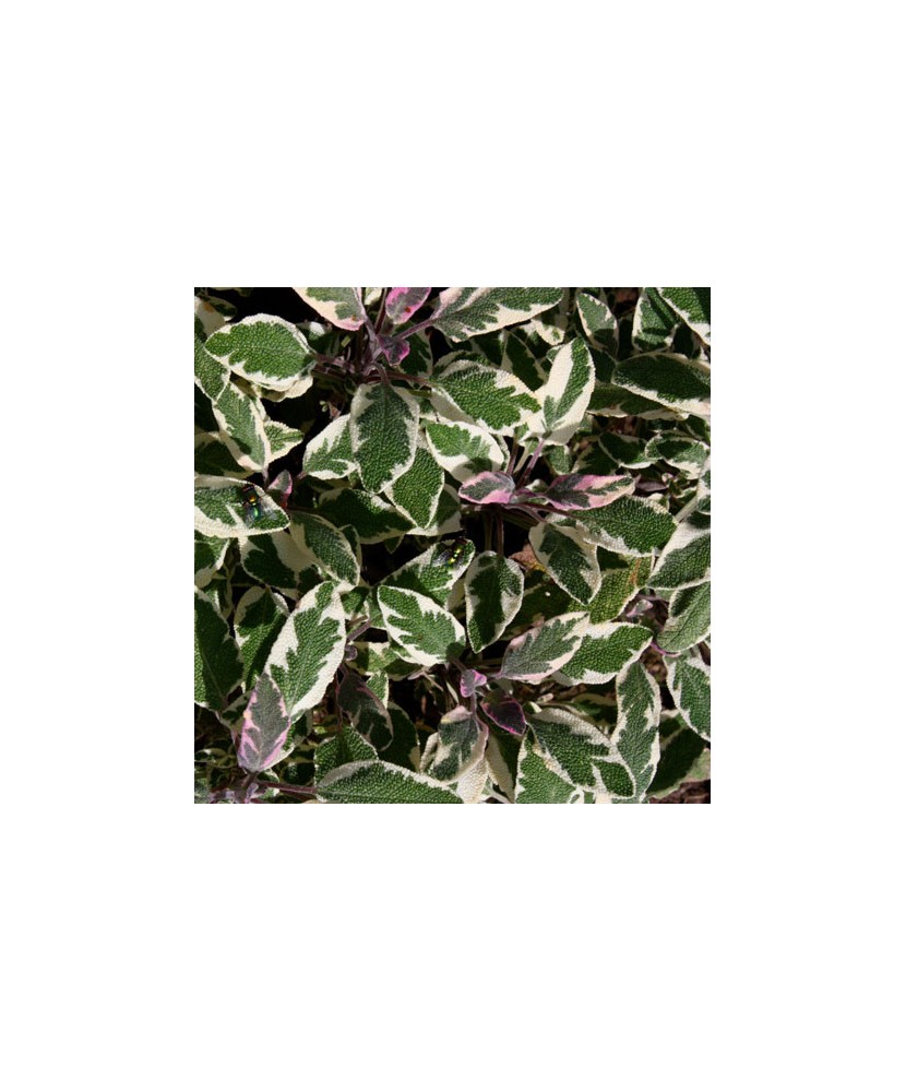 Planta la ghiveci, Salvie decorativă, Salvie tricoloră, Ghiveci 8 cm