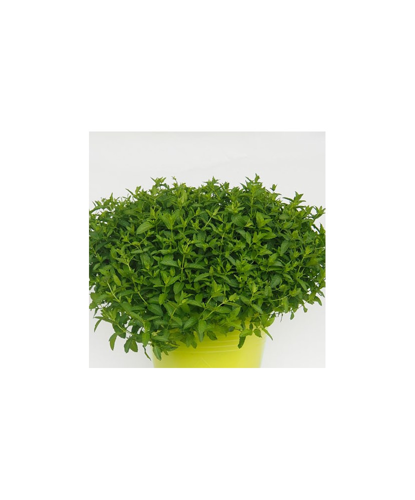 Planta la ghiveci, Mentă pentru Mojito, Mentă marocană Mojito, Ghiveci 8 cm