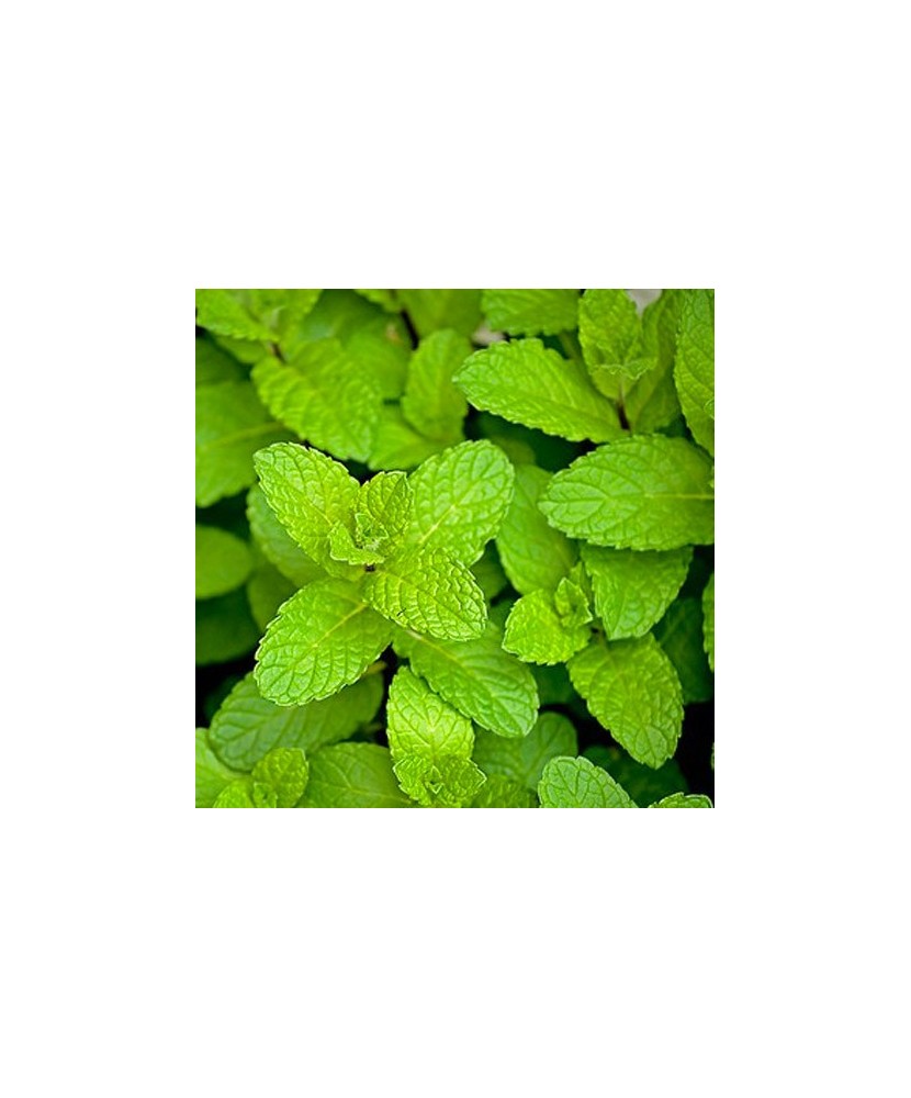 Planta la ghiveci, Mentă clasică, Mentă piperată, Ghiveci 8 cm