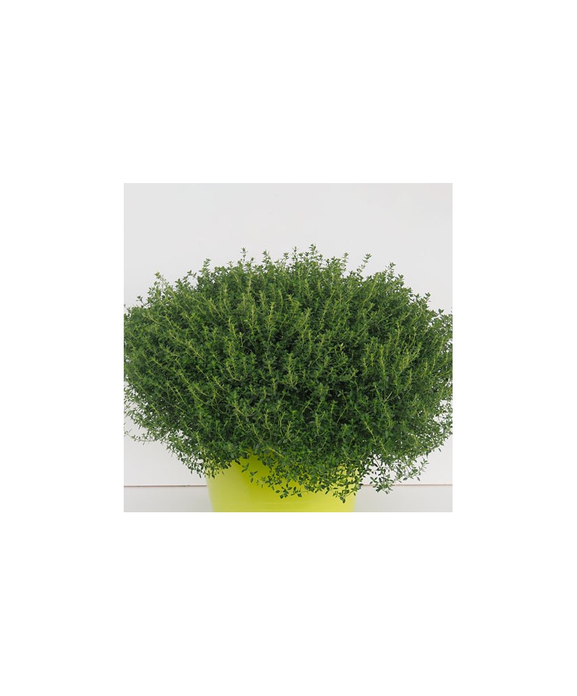 Planta la ghiveci, Cimbru pestriț, Cimbru lămâios variegat, Ghiveci 8 cm