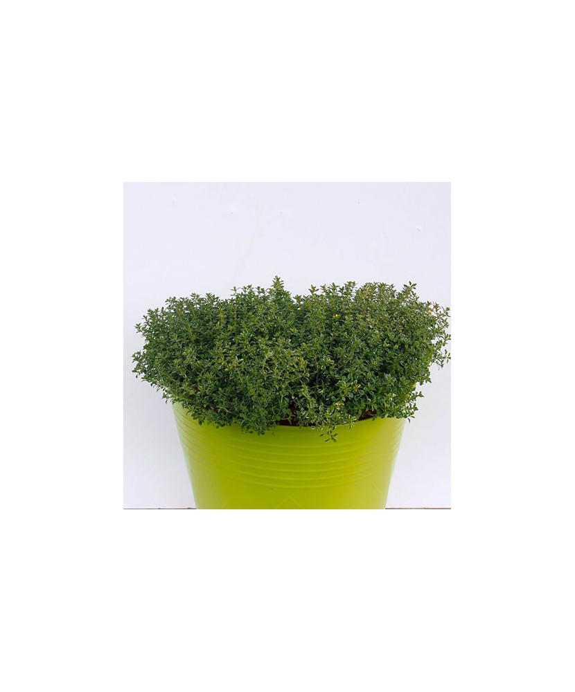 Planta la ghiveci, Cimbru cu aromă de lămâie, Cimbru lămâios verde, Ghiveci 8 cm