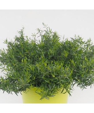 Planta la ghiveci, Tarhon...