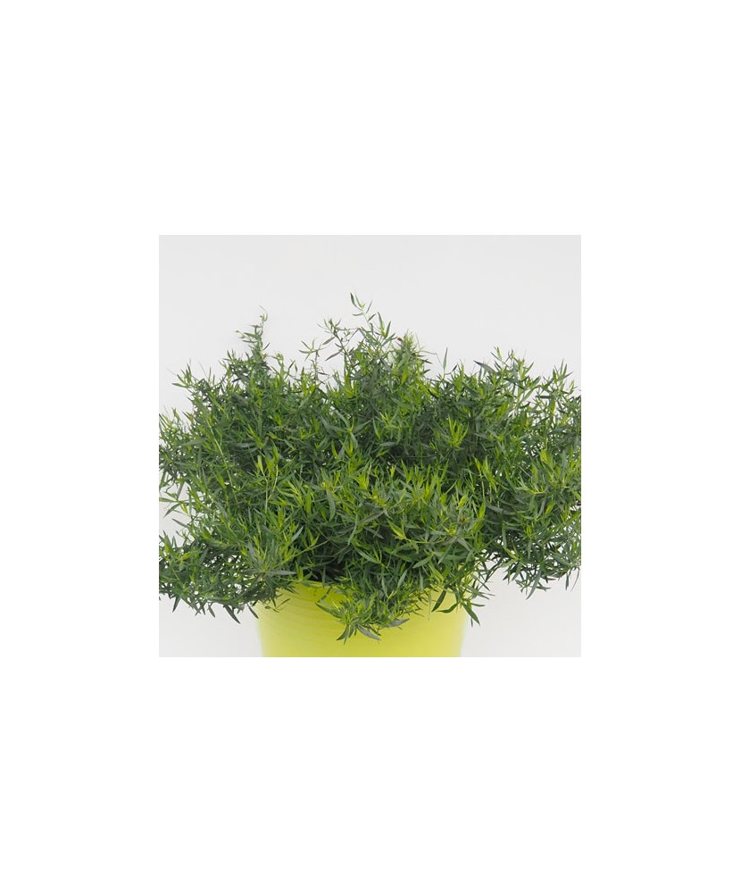 Planta la ghiveci, Tarhon franțuzesc, Tarhon, Ghiveci 8 cm