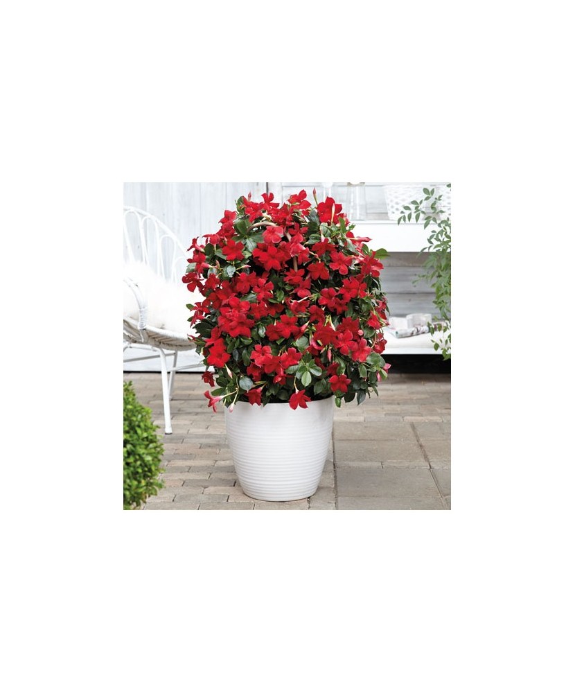 Planta la ghiveci, Iasomie braziliană roșu intens, Dipladenia roșu vermillon, Ghiveci 13 cm