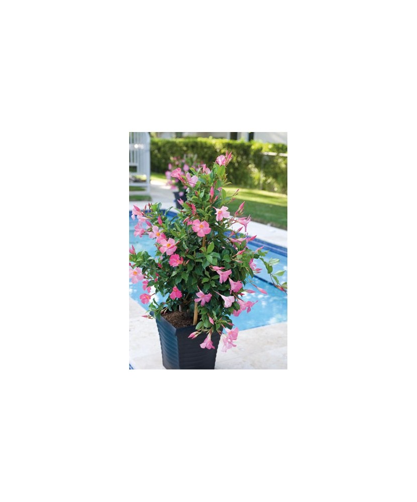 Planta la ghiveci, Iasomie braziliană roz, Dipladenia roz, Ghiveci 10.5 cm