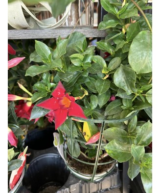 Planta la ghiveci, Iasomie braziliană roșie, Dipladenia roșie, Ghiveci 10.5 cm