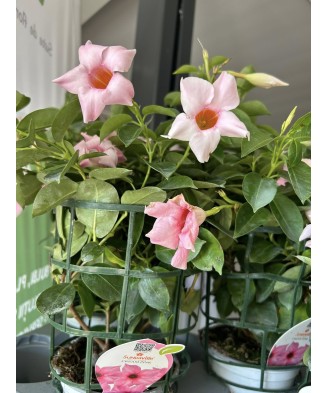 Planta la ghiveci, Iasomie braziliană crem, Dipladenia crem-roz, Ghiveci 13 cm