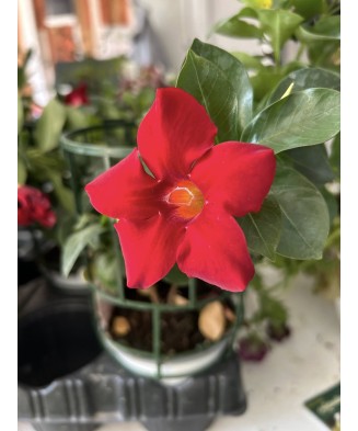 Planta la ghiveci, Iasomie braziliană roșu intens, Dipladenia roșu vermillon, Ghiveci 13 cm