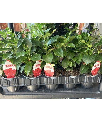 Planta la ghiveci, Iasomie braziliană roșu intens, Dipladenia roșu vermillon, Ghiveci 13 cm