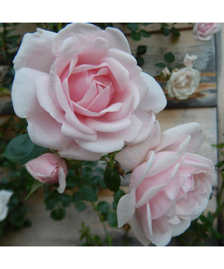 Planta Rosa White New Dawn P9, trandafir, ghiveci 9cm
