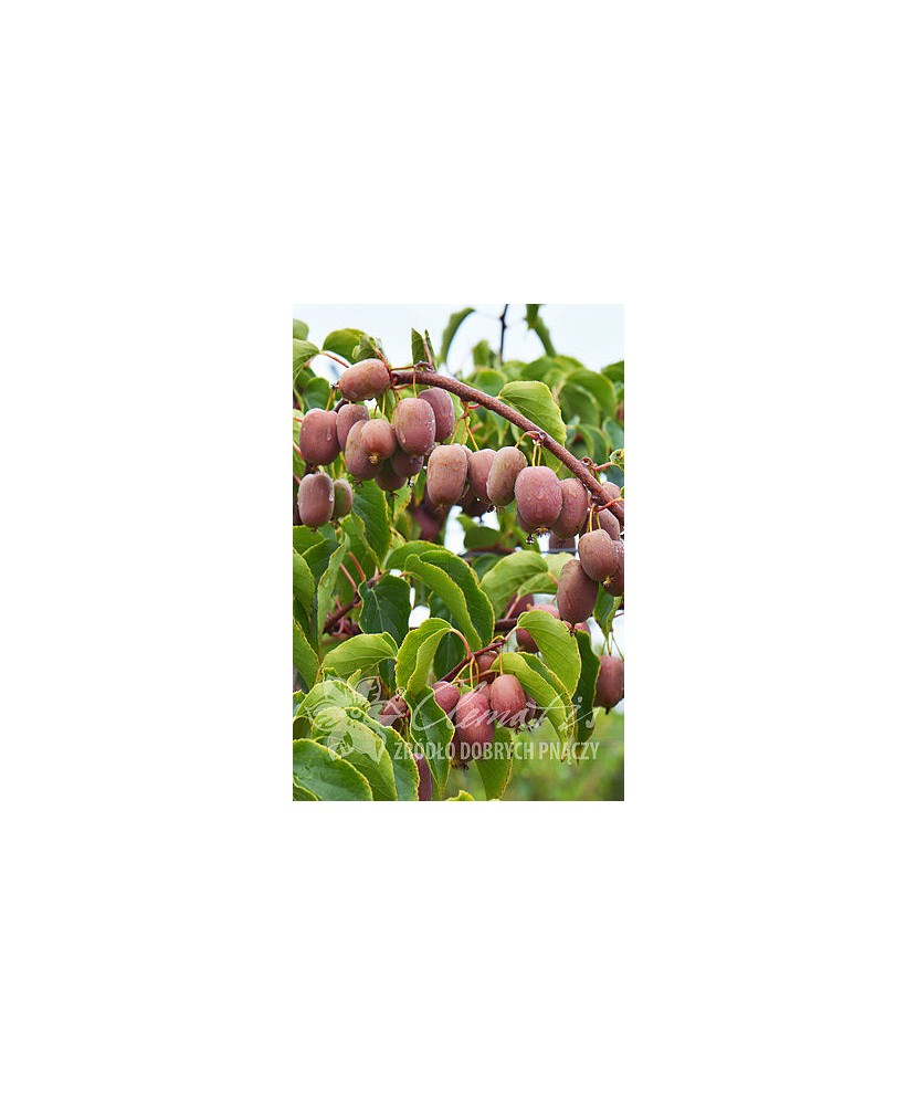 Planta, Kiwi siberian Bingo, Actinidia arguta Bingo, ghiveci P9 litri