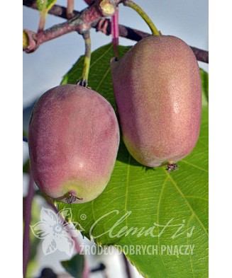 Planta, Kiwi siberian Bingo, Actinidia arguta Bingo, ghiveci P9 litri