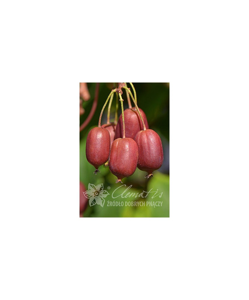 Planta, Kiwi roșu Scarlet September, Actinidia arguta SCARLET SEPTEMBER KIWI®, ghiveci C2 litri
