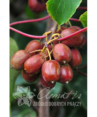 Planta, Kiwi siberian Weiki M, Actinidia arguta Weiki M, ghiveci P9 litri