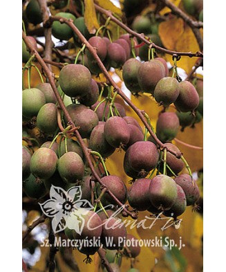 Planta, Kiwi siberian Weiki M, Actinidia arguta Weiki M, ghiveci P9 litri