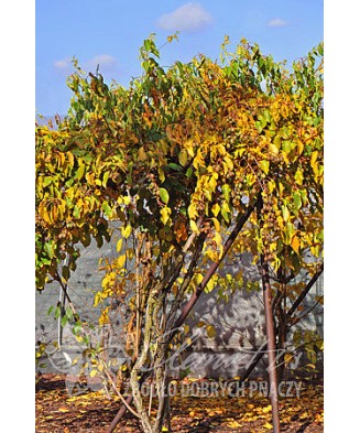 Planta, Kiwi siberian Weiki M, Actinidia arguta Weiki M, ghiveci P9 litri