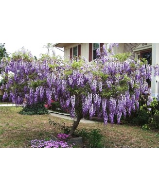 Planta, Glicină Blue Moon, Wisteria macrostachya Blue Moon, ghiveci C2 litri