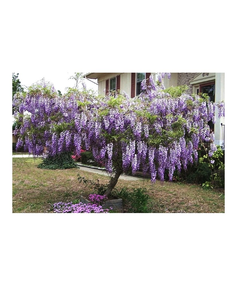 Planta, Glicină Blue Moon, Wisteria macrostachya Blue Moon, ghiveci C2 litri
