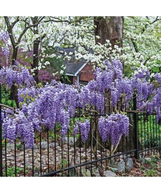 Planta, Glicină Blue Moon, Wisteria macrostachya Blue Moon, ghiveci C2 litri