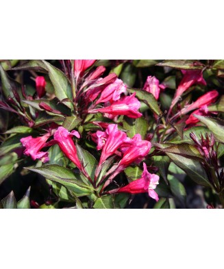 Planta, Specie ornamentală, Weigela florida WINE & ROSES Alexandra PBR, ghiveci C2 litri