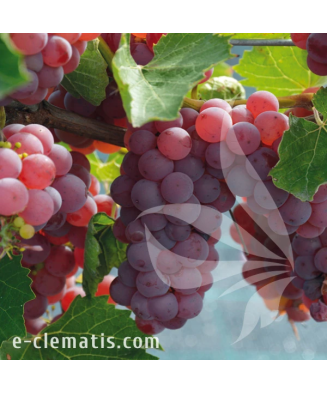 Planta, Specie ornamentală,...