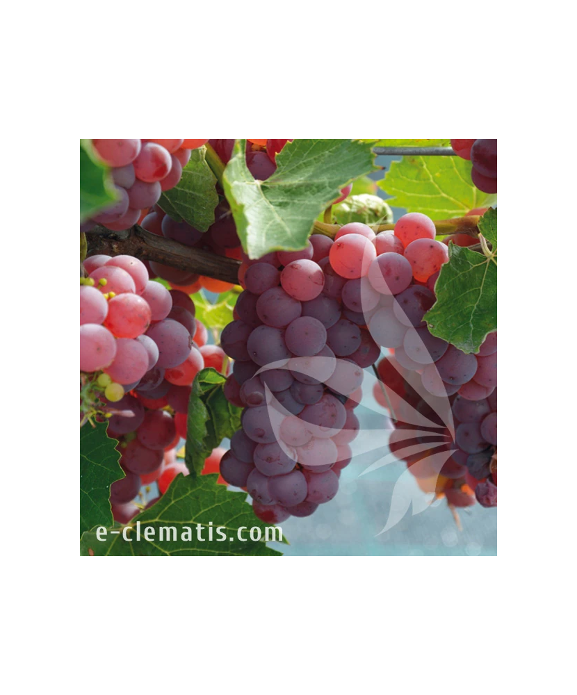 Planta, Specie ornamentală, Vitis Somerset Seedless, ghiveci C2 litri