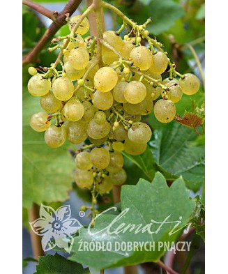 Planta, Specie ornamentală,...