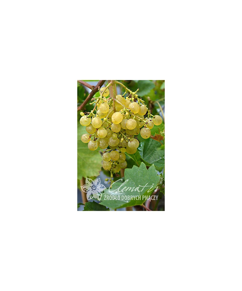 Planta, Specie ornamentală, Vitis Primavera, ghiveci C2 litri