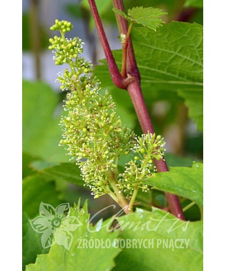 Planta, Specie ornamentală, Vitis Primavera, ghiveci C2 litri