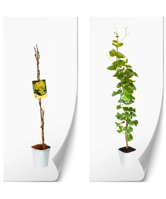Planta, Specie ornamentală, Vitis Primavera, ghiveci C2 litri