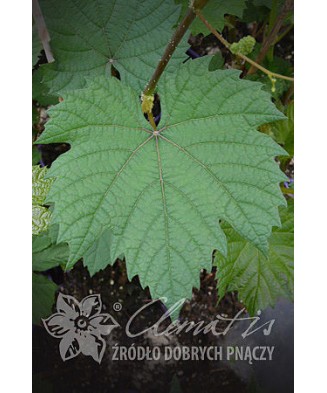 Planta, Specie ornamentală,...