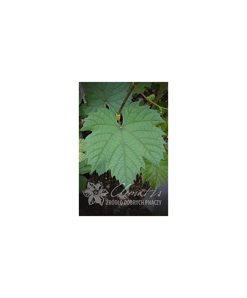 Planta, Specie ornamentală, Vitis Leon Millot, ghiveci C2 litri