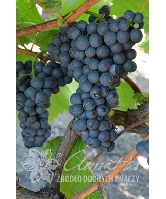 Planta, Specie ornamentală, Vitis Leon Millot, ghiveci C2 litri