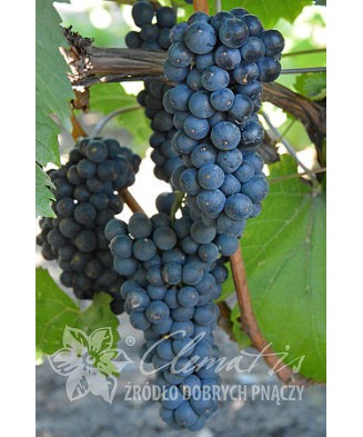 Planta, Specie ornamentală, Vitis Leon Millot, ghiveci C2 litri