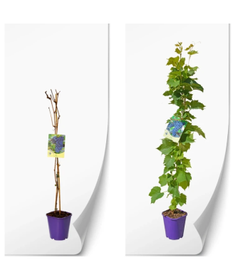 Planta, Specie ornamentală, Vitis Leon Millot, ghiveci C2 litri