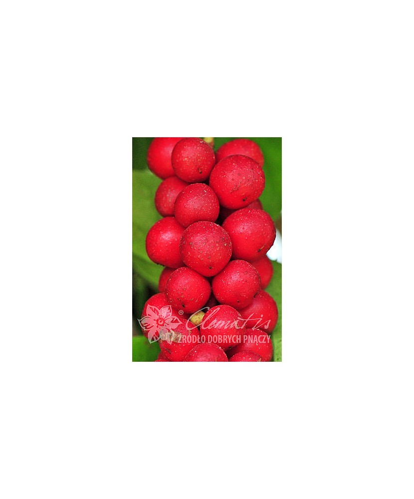 Planta, Specie ornamentală, Schisandra chinensis Sadova no1  E, ghiveci C2 litri