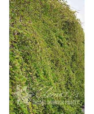 Planta, Specie ornamentală, Schisandra chinensis Sadova no1  E, ghiveci C2 litri