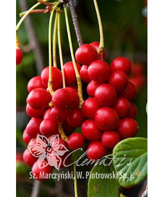 Planta, Specie ornamentală,...