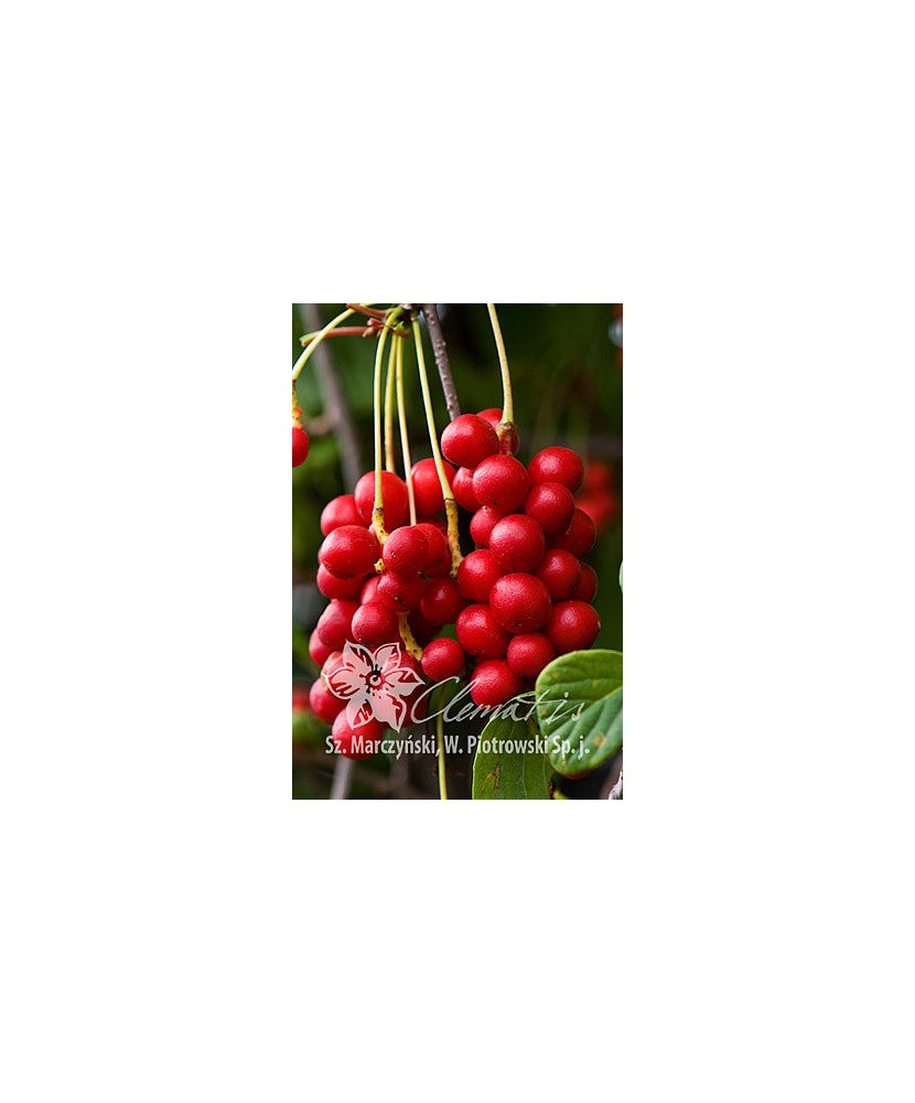 Planta, Specie ornamentală, Schisandra chinensis, ghiveci P9 cm