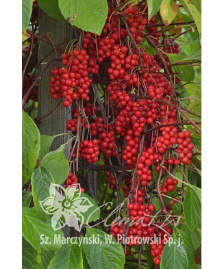 Planta, Specie ornamentală, Schisandra chinensis, ghiveci P9 cm