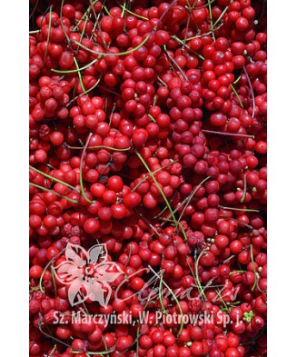 Planta, Specie ornamentală, Schisandra chinensis, ghiveci P9 cm