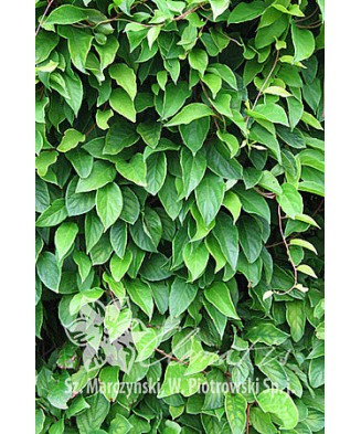 Planta, Specie ornamentală, Schisandra chinensis, ghiveci P9 cm