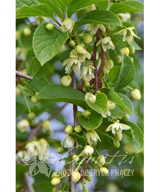Planta, Specie ornamentală, Schisandra chinensis, ghiveci P9 cm