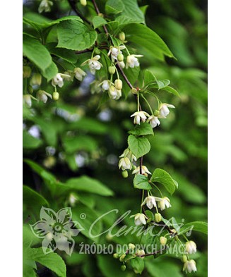Planta, Specie ornamentală, Schisandra chinensis, ghiveci P9 cm