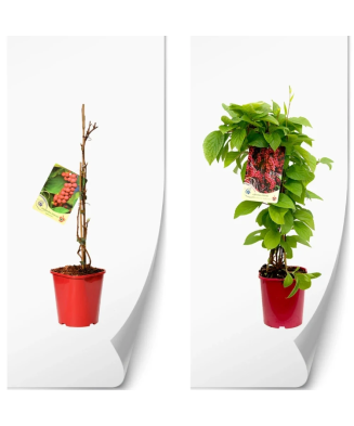 Planta, Specie ornamentală, Schisandra chinensis, ghiveci P9 cm