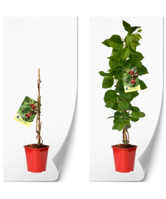 Schisandra rubriflora F C2