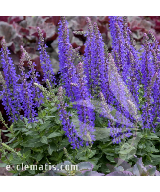 Planta, Specie ornamentală, Salvia nemorosa Rianne PBR, ghiveci C2 litri