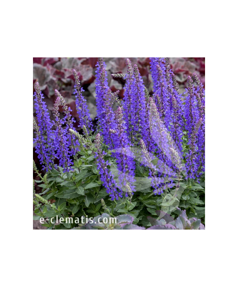 Planta, Specie ornamentală, Salvia nemorosa Rianne PBR, ghiveci C2 litri